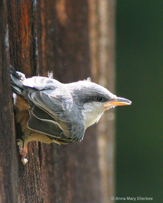 New Nuthatch - Nestling No More