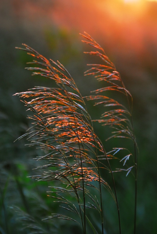Weeds at Sunset