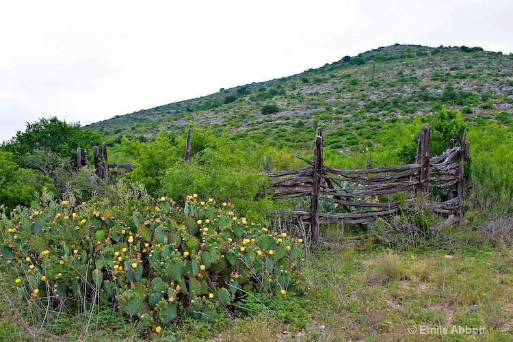 Old Corral and prickly pear in bloom