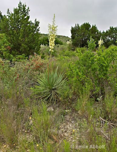 Yucca and Argarita - ID: 10219856 © Emile Abbott