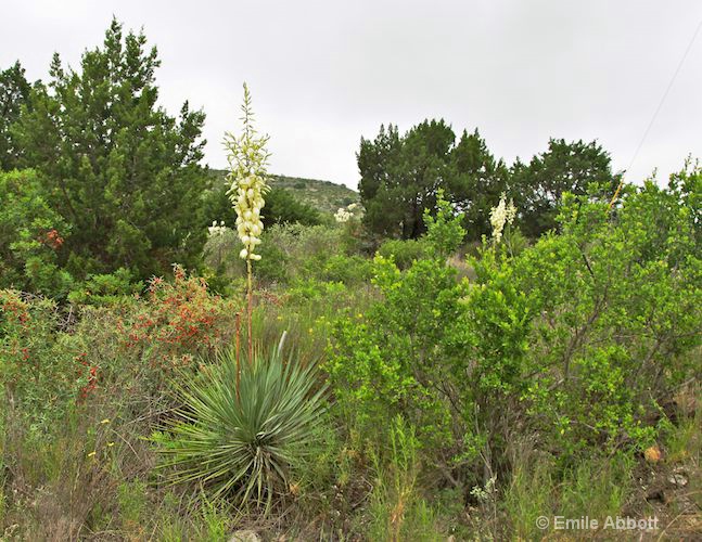 Yucca and Argarita - ID: 10219857 © Emile Abbott