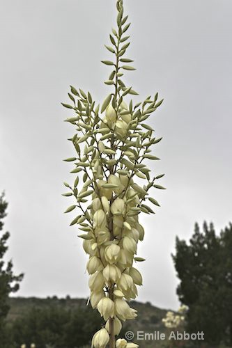 Yucca bloom - ID: 10219858 © Emile Abbott