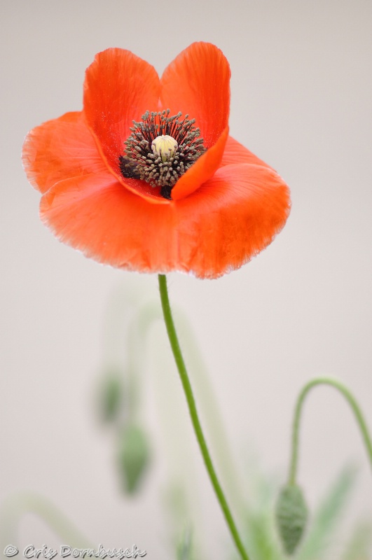 The first Poppie