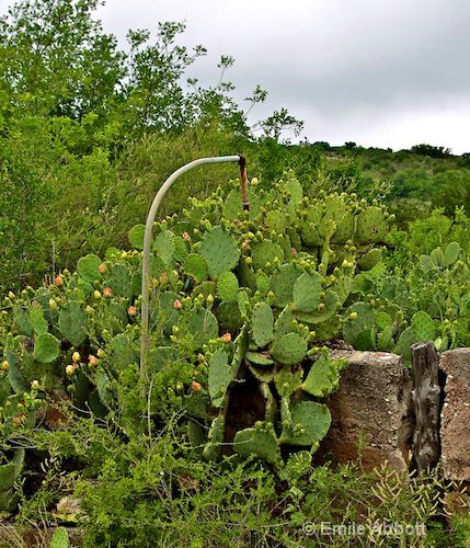 Watering the Cactus - ID: 10220122 © Emile Abbott