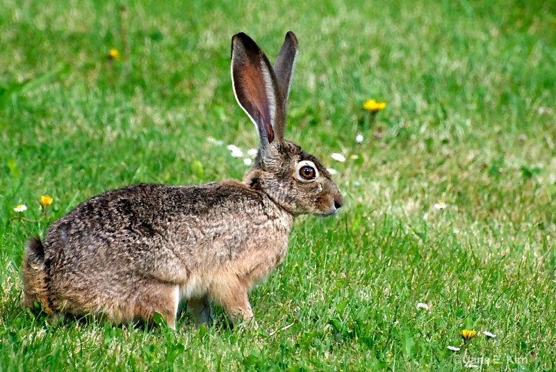 Visitor Rabbit
