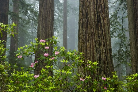 Fog in the Redwoods, California.
