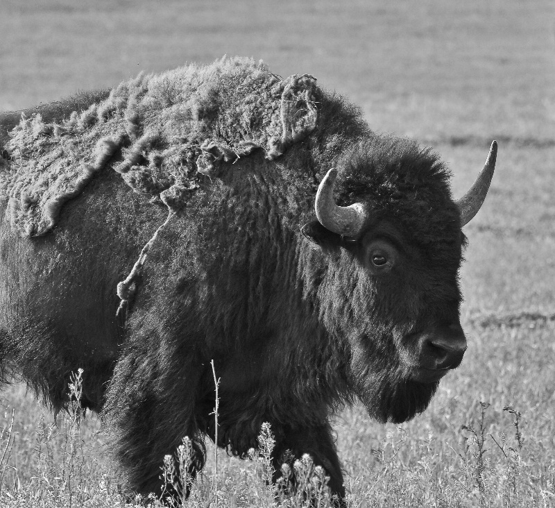 Bison in Black & White