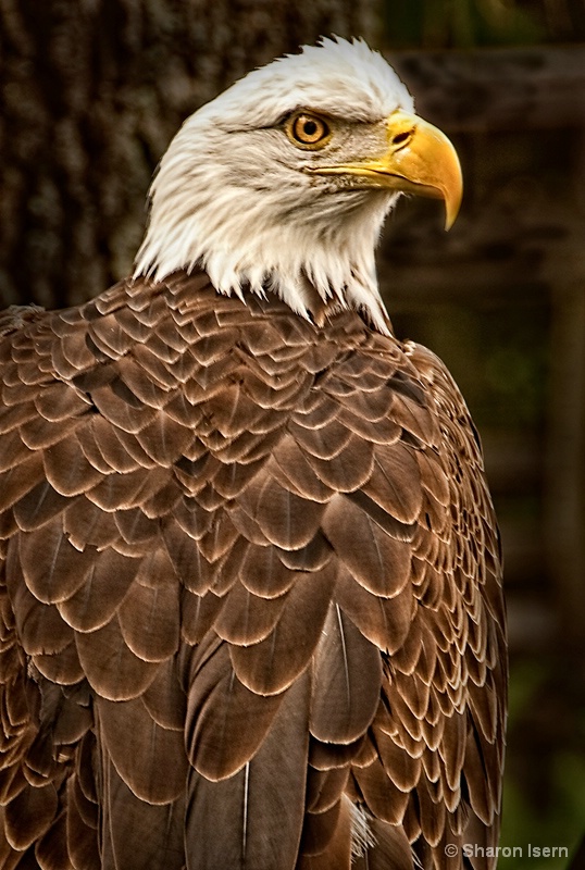 Eagle at Tampa
