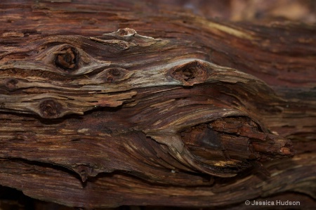 2.	Abstract detail: Woodwear Whorls and Lines
