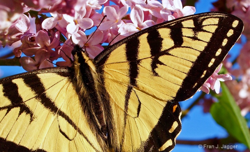 Yellow Tiger Swallowtail