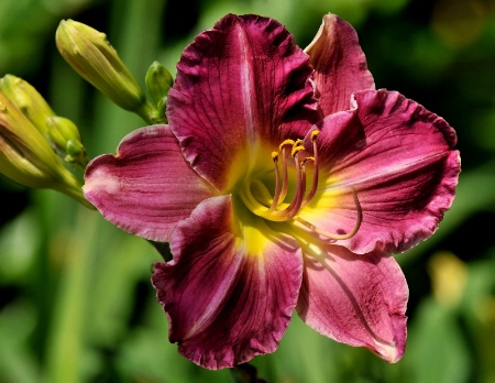 Afternoon Daylily
