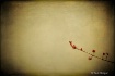 [simple beauty]