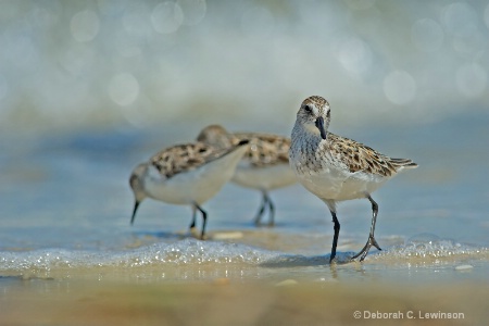 Semipalmated Sandpiper