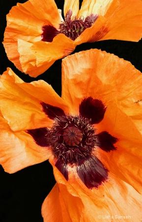 Orange Poppy Glow