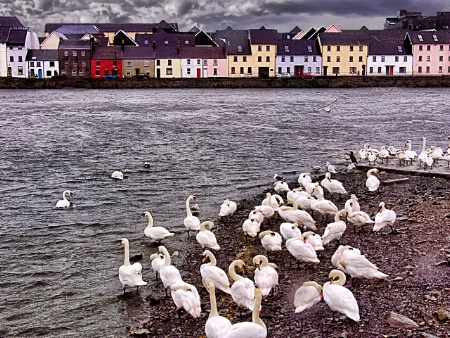 Swans of Galway