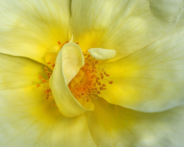 yellow rose 12 - ID: 10230409 © Earl H. English