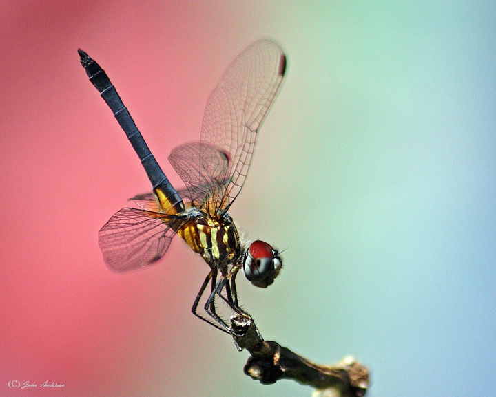 Balancing Act