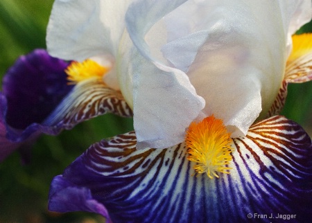 Purple & White Irises