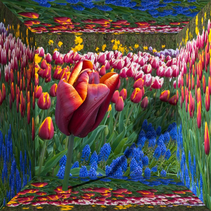 tulip box