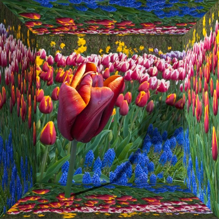 tulip box