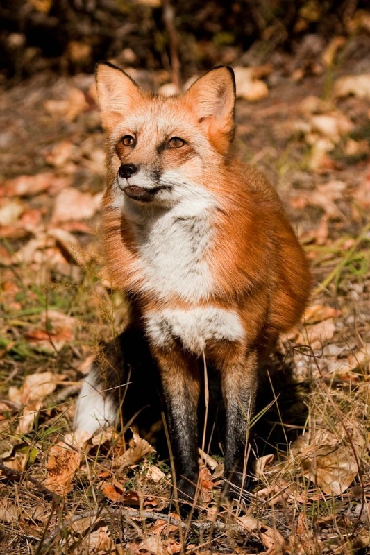 Red Fox