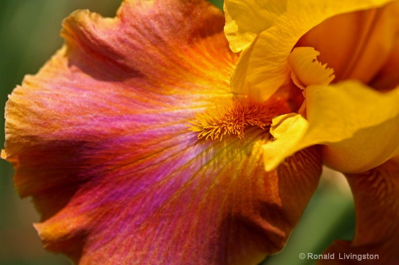 Iris Rainbow - ID: 10232080 © Ron Livingston