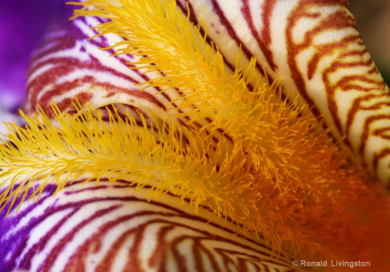 Conjoined Petals - ID: 10232084 © Ron Livingston