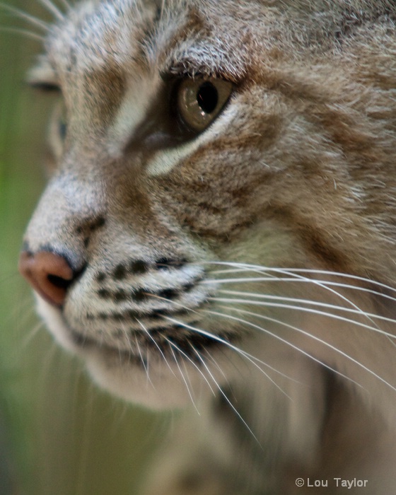 Bobcat Closeup