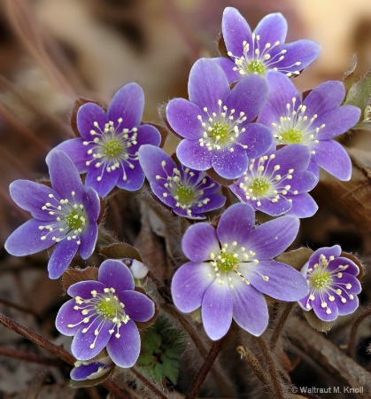 Hepatica