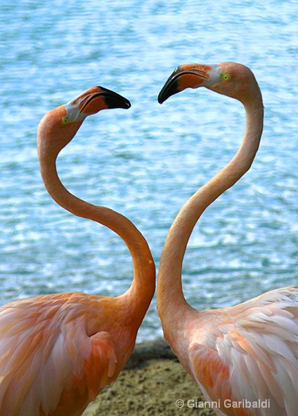 flamingos layers