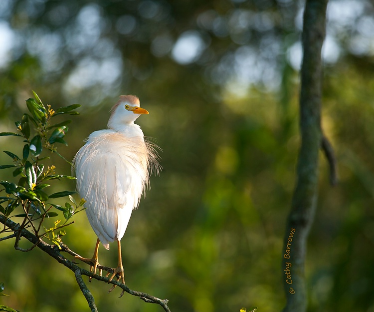 Perched For Protection