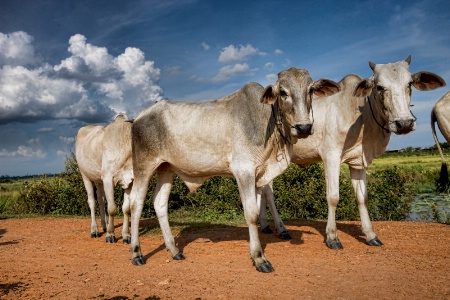 The Herd Cambodia