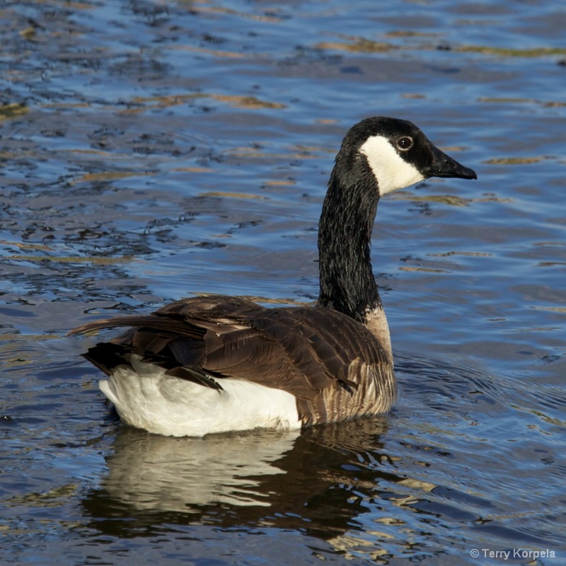 Canadian Goose - ID: 10235904 © Terry Korpela