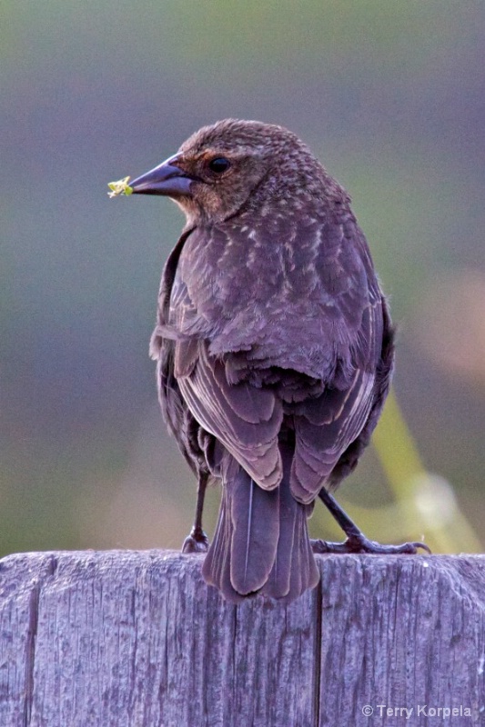 Red Winged Blackbird female - ID: 10235995 © Terry Korpela