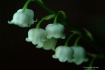 lilly of the vall...