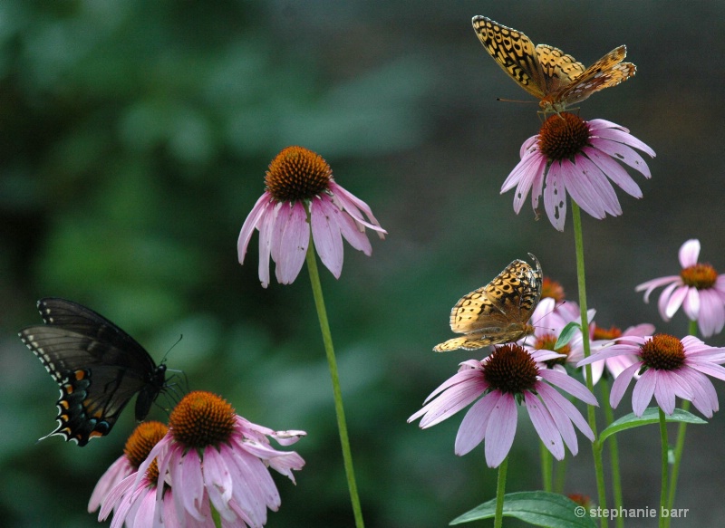 Butterflies & Coneflowers