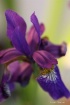 Almost an Orchid