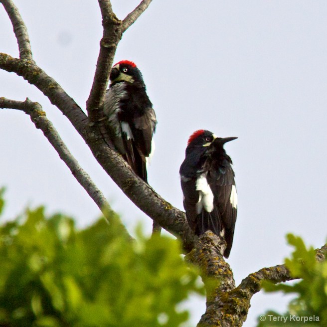 Acorn Woodpeckers - ID: 10237886 © Terry Korpela