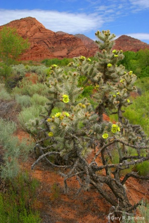Cactus Floral 2