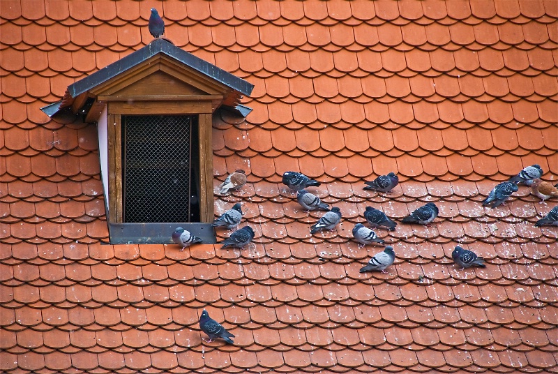 What pigeons do best!