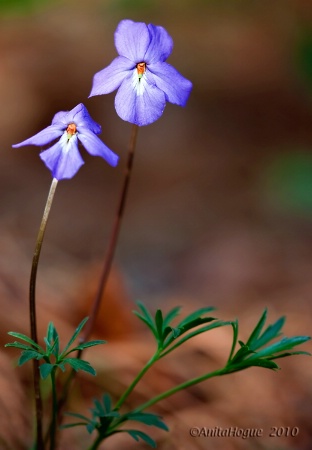 Bird's foot violet