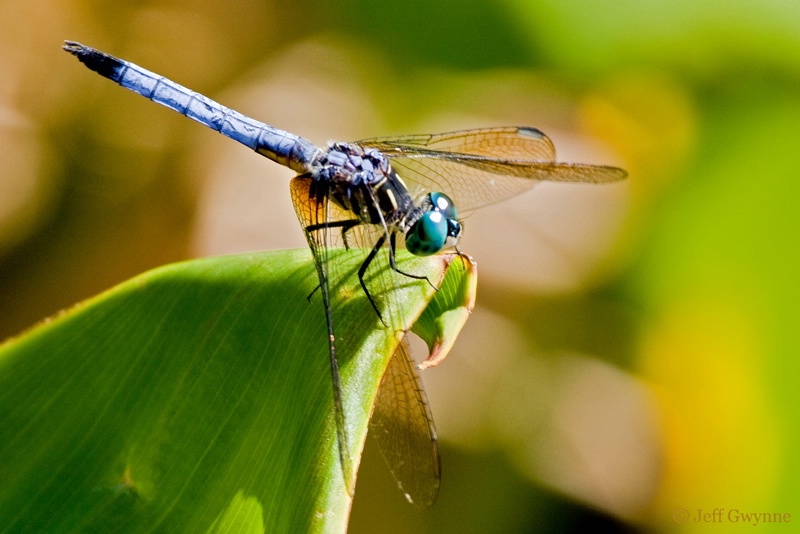 Blue Dasher Dragonfly - ID: 10240386 © Jeff Gwynne