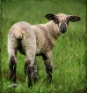 A little lamb....