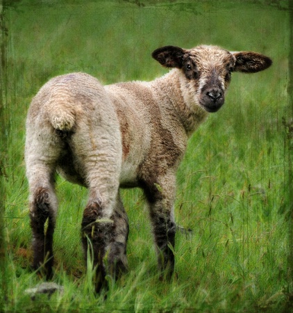 A little lamb....
