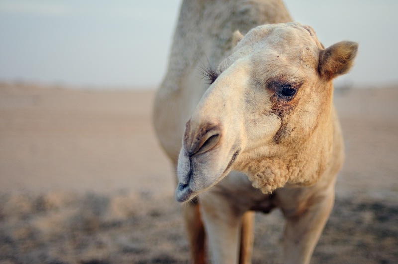Camel II