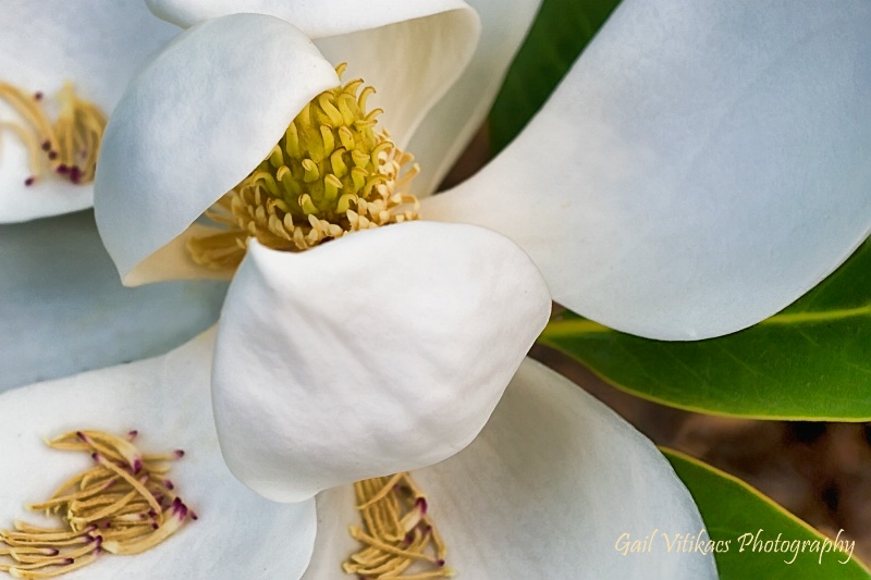 ~Magnolia~