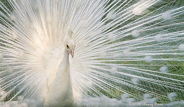 Strutting His Stuff