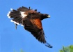 Parabuteo unicinc...