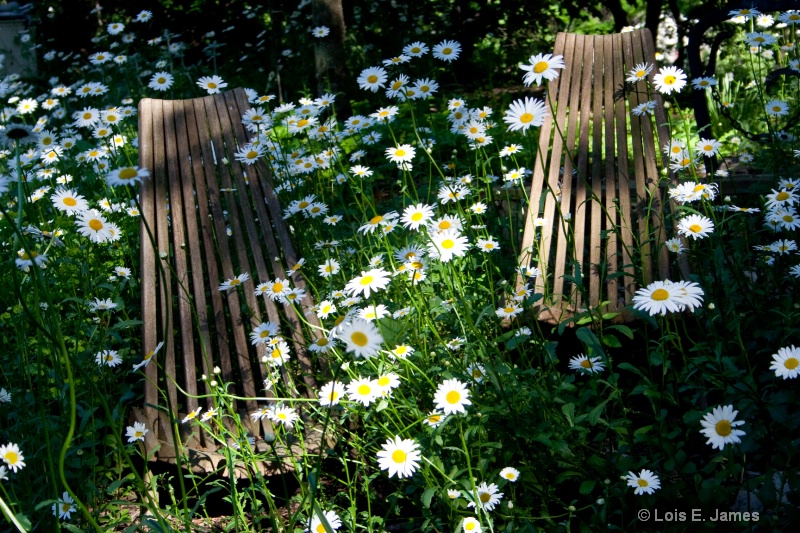 Belize chairs surrounded by daisies
