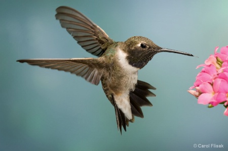 Black Chinned Hummer
